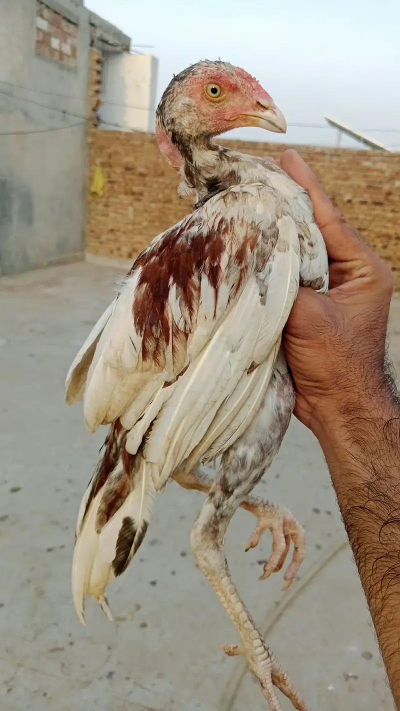 Mianwali blood line — photo 3