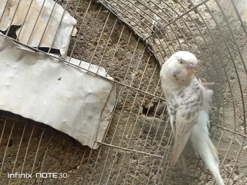 bugies parrot — photo 2