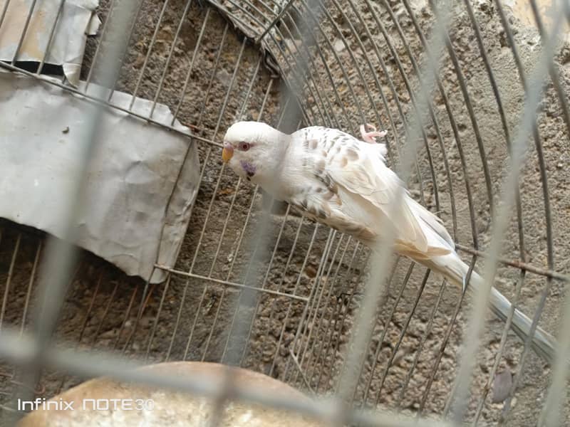 bugies parrot 2