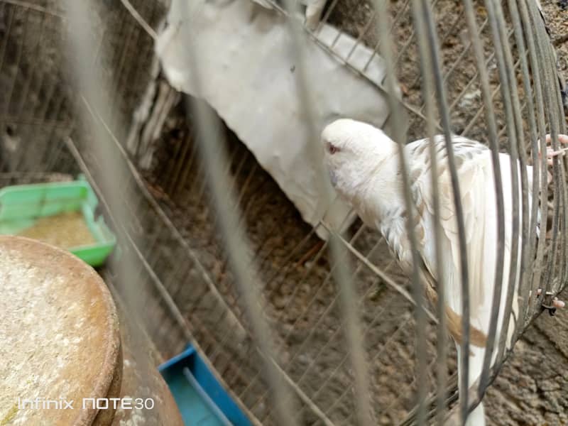 bugies parrot 3