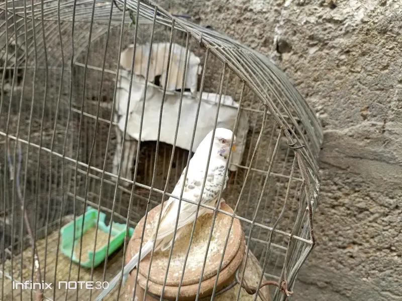 bugies parrot — photo 5