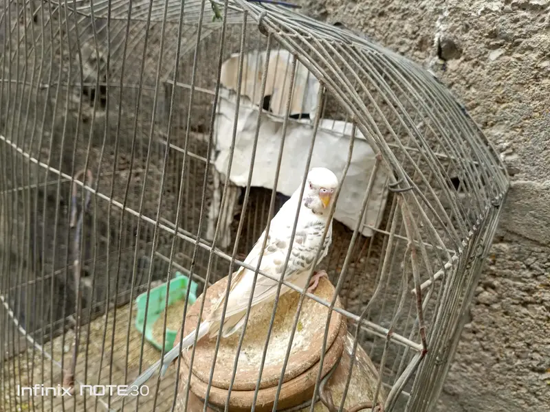 bugies parrot — photo 7
