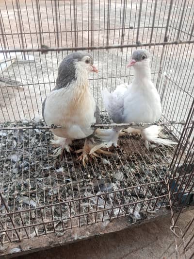 sherazi and mukhi