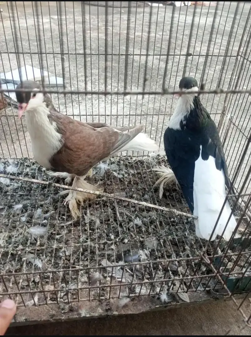sherazi and mukhi — photo 3