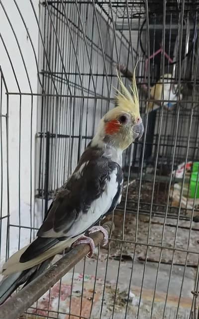 Cocktail Male For Sell