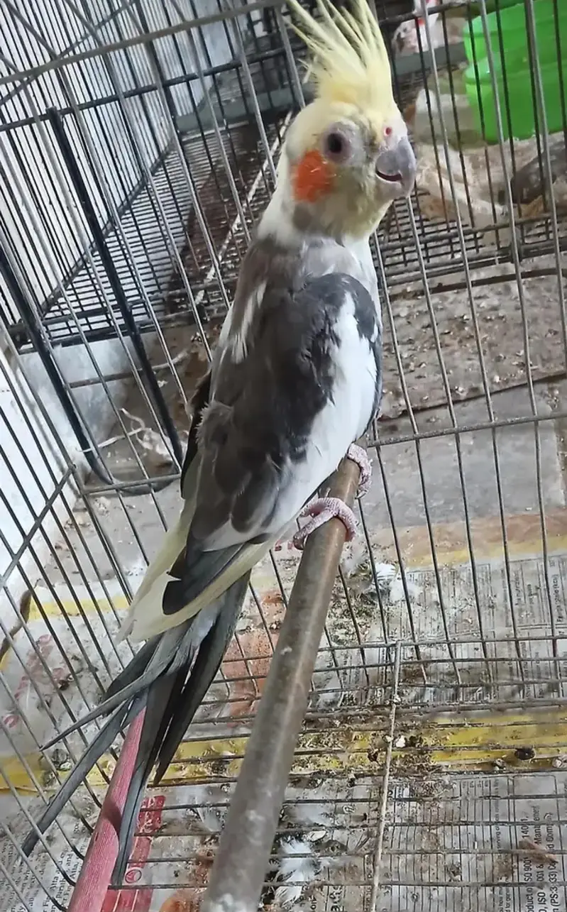 Cocktail Male For Sell — photo 2