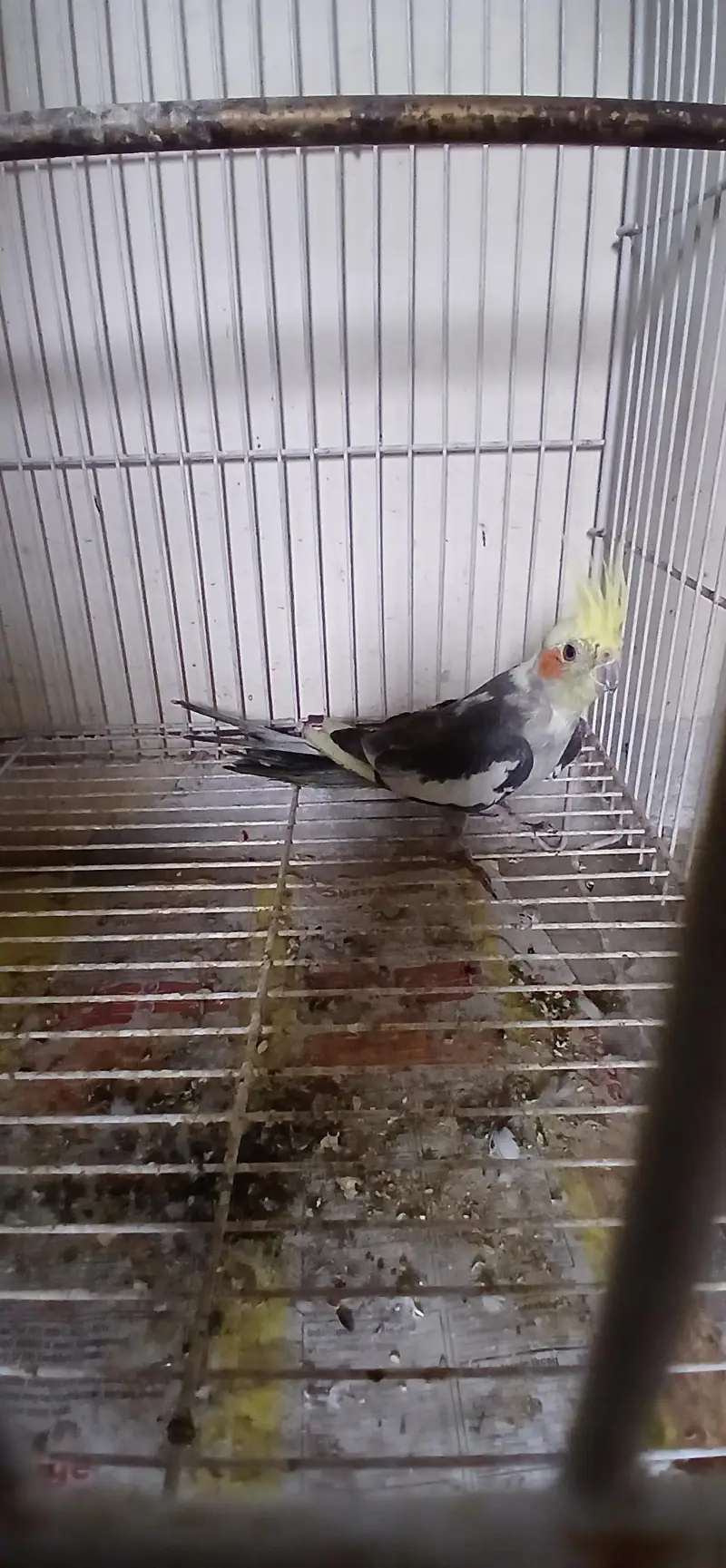 Cocktail Male For Sell — photo 3