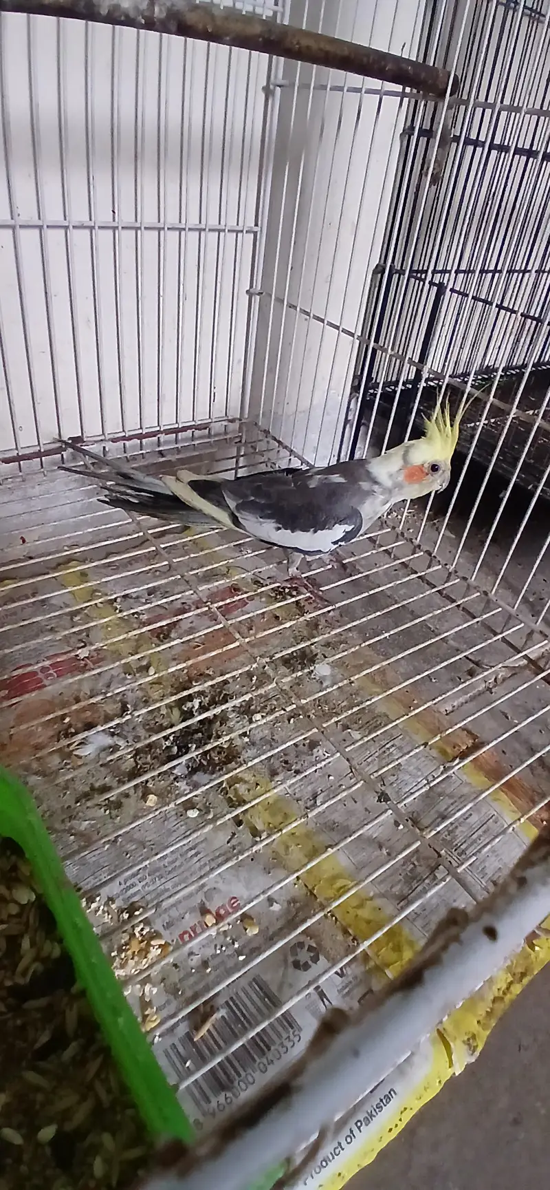 Cocktail Male For Sell — photo 4