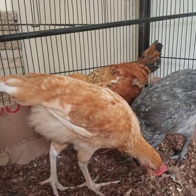 GOLDEN MISRI MALE AND FEMALE AVAILABLE FOR SALE.