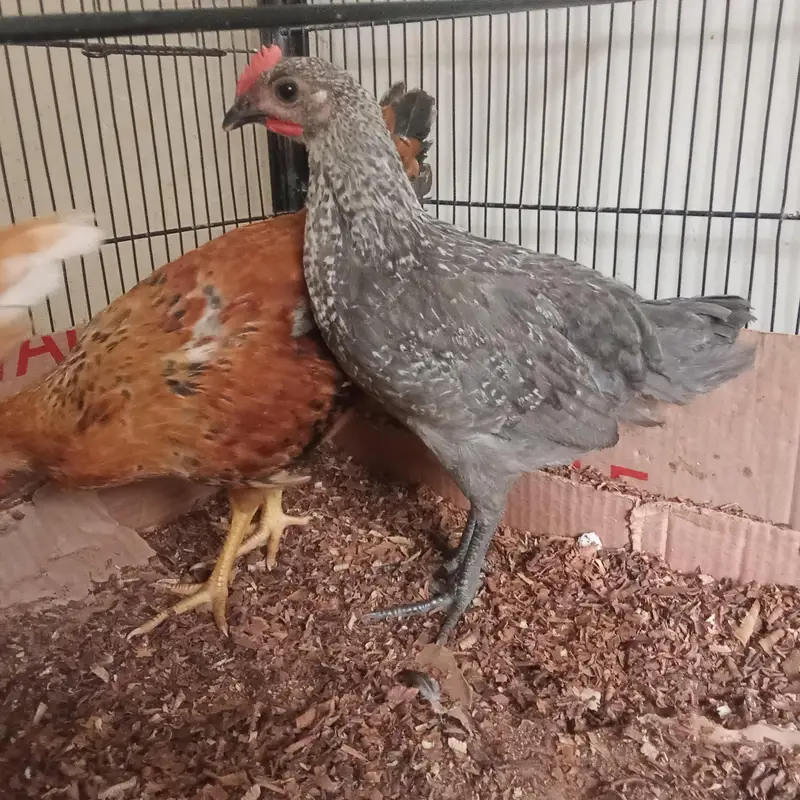 GOLDEN MISRI MALE AND FEMALE AVAILABLE FOR SALE. — photo 2