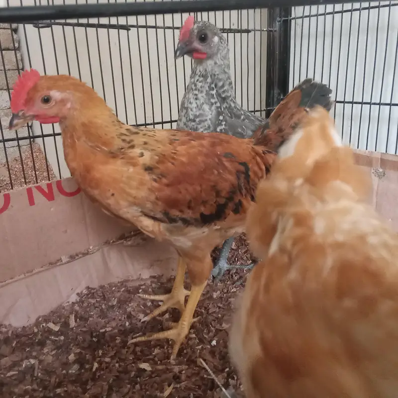 GOLDEN MISRI MALE AND FEMALE AVAILABLE FOR SALE. — photo 3