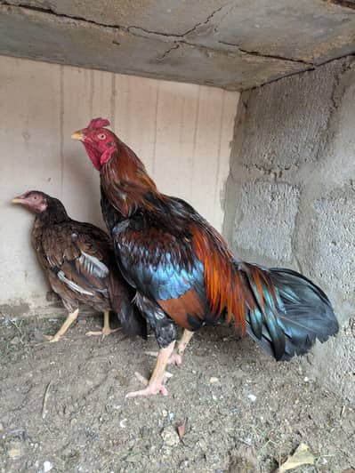 aseel mianwali zero size pair
