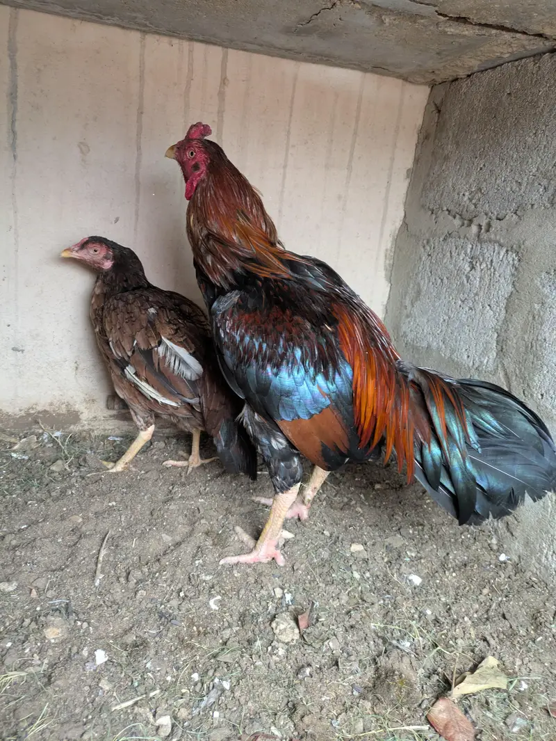 aseel mianwali zero size pair — photo 2