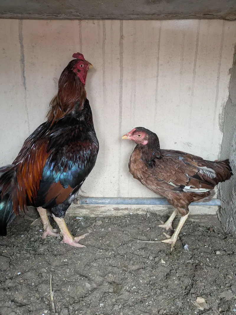 aseel mianwali zero size pair — photo 3