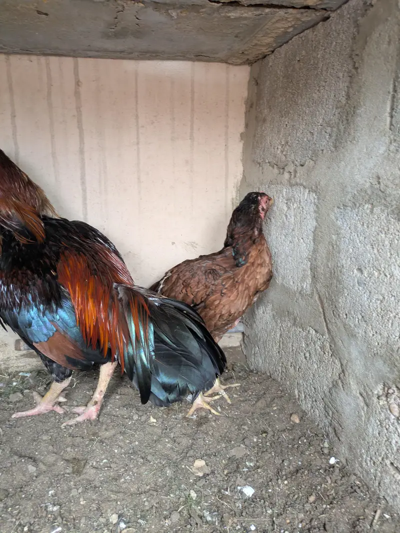 aseel mianwali zero size pair — photo 4