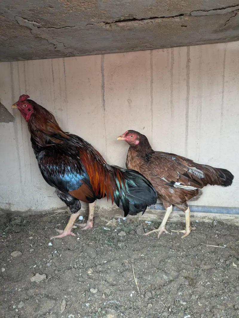 aseel mianwali zero size pair — photo 5