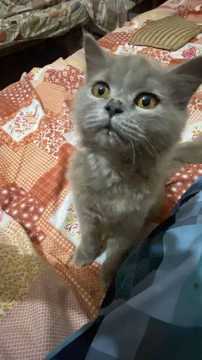 cute Persian baby doll punch face American cats pair