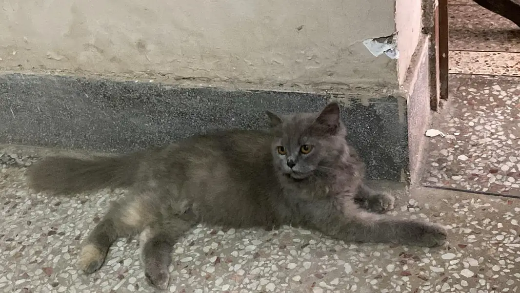 cute Persian baby doll punch face American cats pair — photo 2