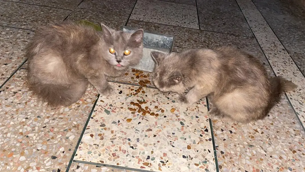 cute Persian baby doll punch face American cats pair — photo 5