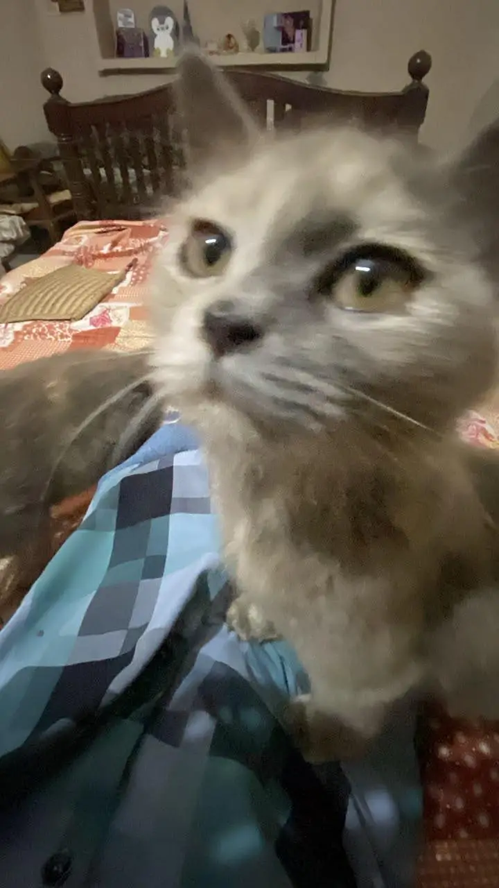 cute Persian baby doll punch face American cats pair — photo 6