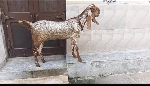 makhi chini path. . . . muh sa 4dant hai. . height khud akr dkh la