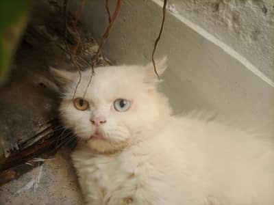 odd eye white Persian cat for sale