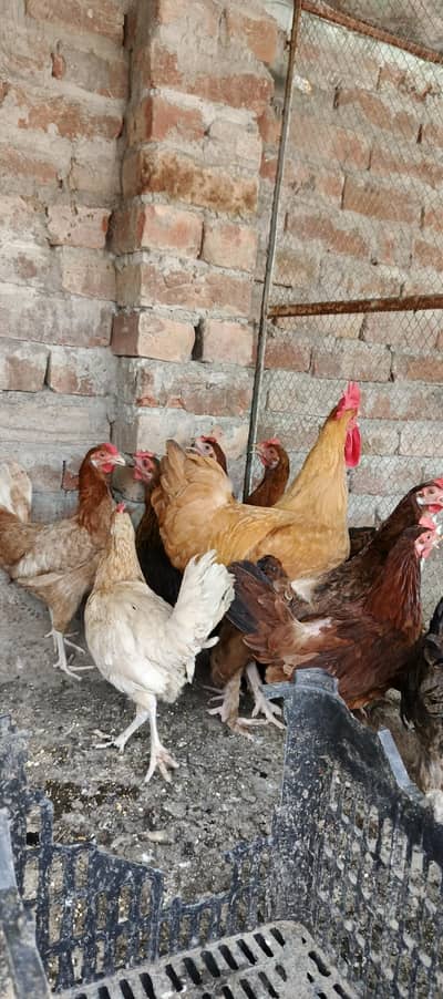 Golden Misri Murgiyan/Females
