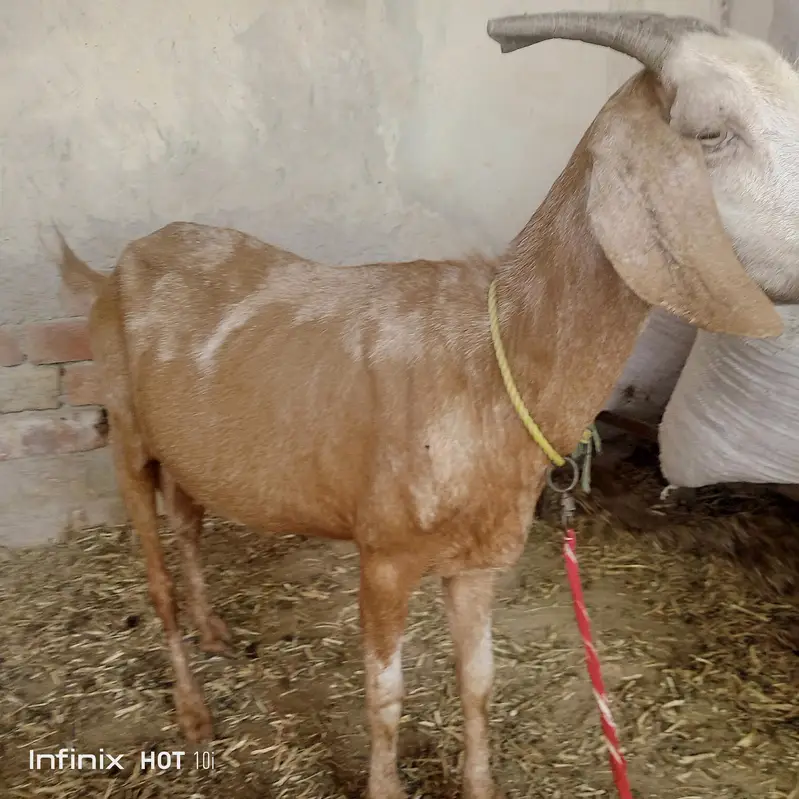 desi bakri for sale — photo 2