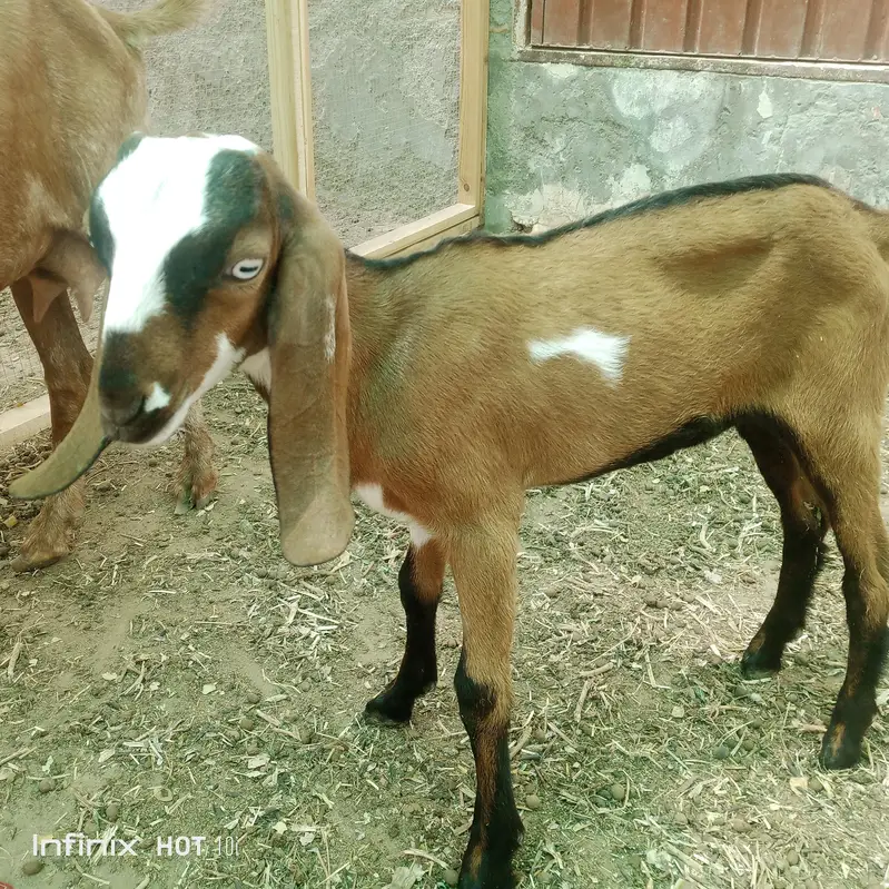 desi bakri for sale — photo 3