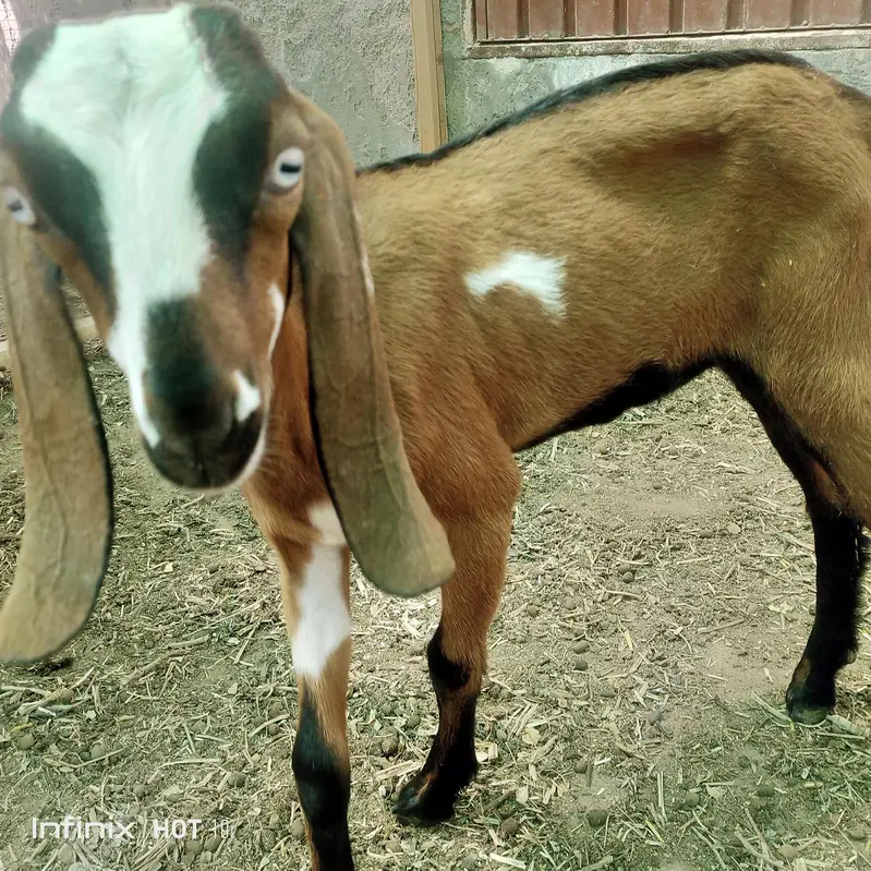 desi bakri for sale — photo 4