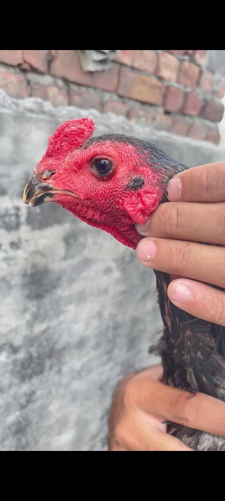 Thai pakoye Patha 0