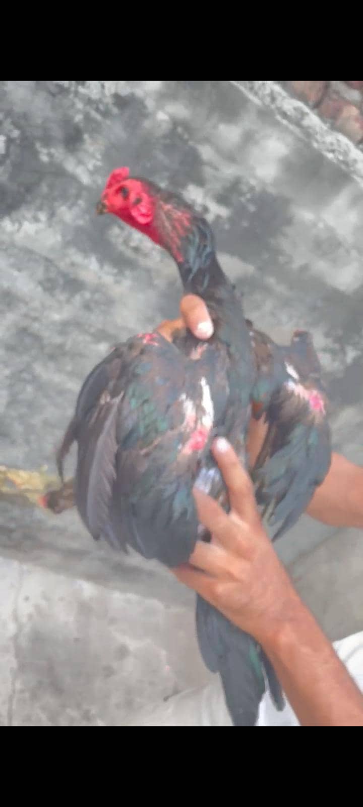 Thai pakoye Patha 1
