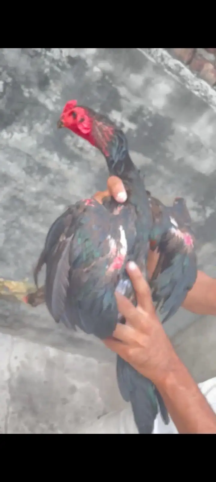 Thai pakoye Patha — photo 2