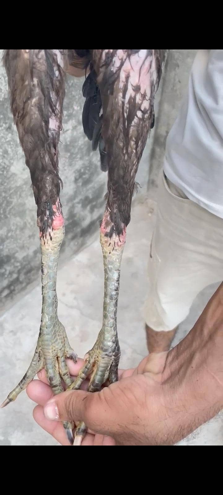 Thai pakoye Patha 2