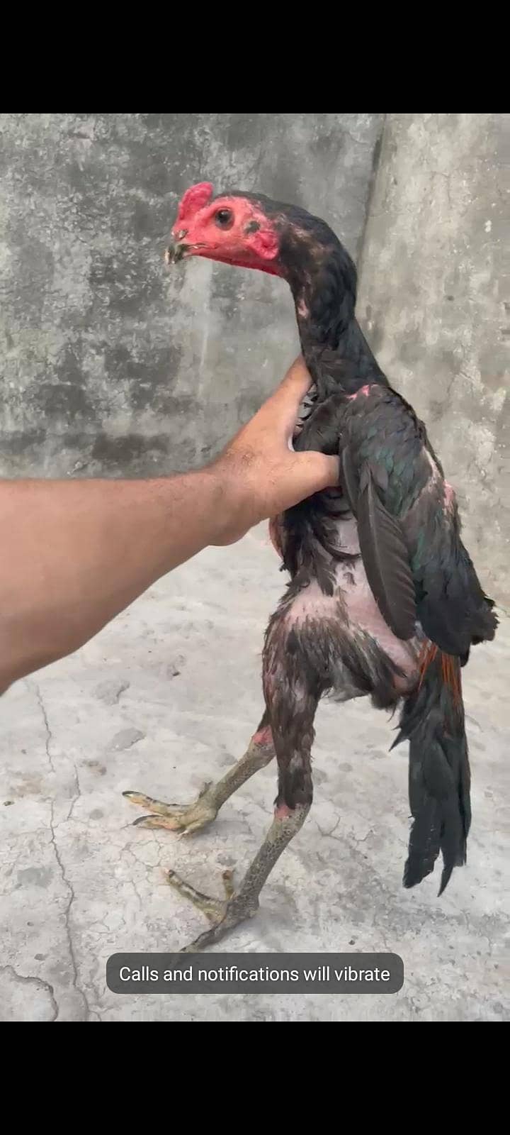 Thai pakoye Patha 3