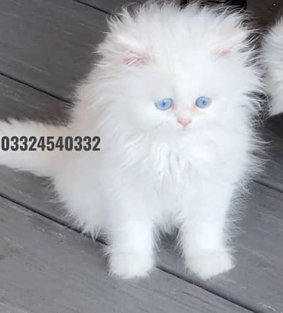 persian kittens|triple Coated|Punch Face kittens_cute|fluffy_quality