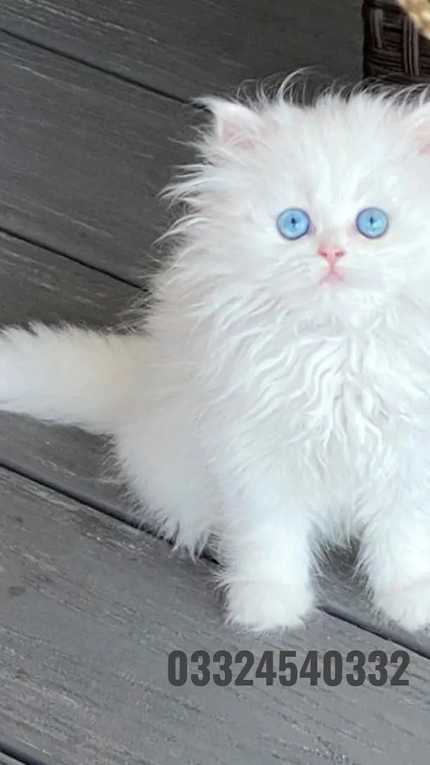 persian kittens|triple Coated|Punch Face kittens_cute|fluffy_quality — photo 2