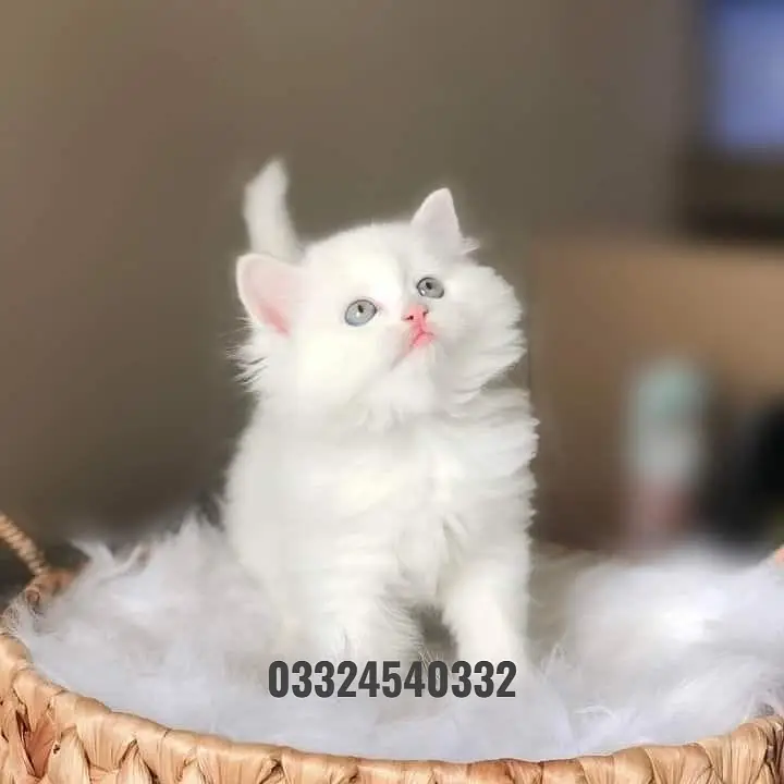 persian kittens|triple Coated|Punch Face kittens_cute|fluffy_quality — photo 4