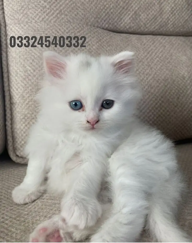 persian kittens|triple Coated|Punch Face kittens_cute|fluffy_quality — photo 7