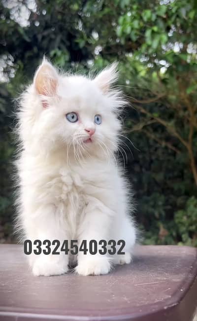 persian kittens|triple Coated|Punch Face kittens_cute|fluffy_quality