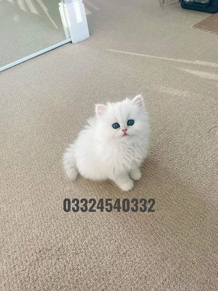 persian kittens|triple Coated|Punch Face kittens_cute|fluffy_quality — photo 9