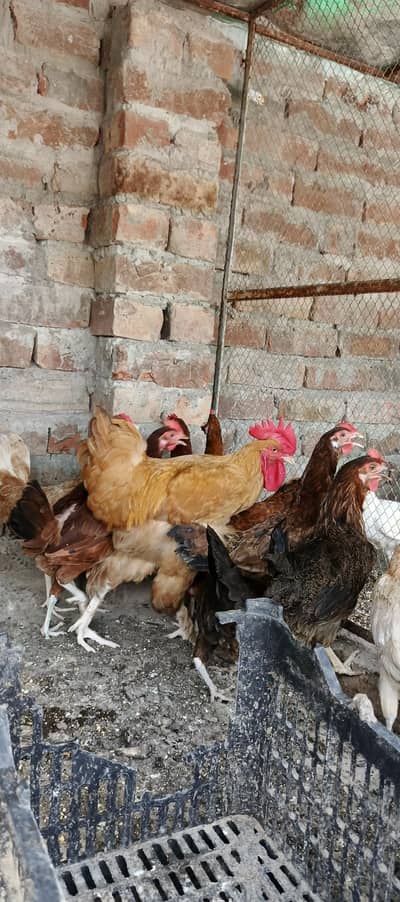 Golden Misri Murgiyan/Females