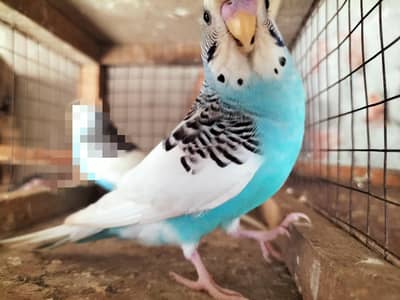 Budgies Ready to Breed 1 Male