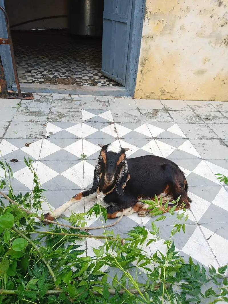 6-7 months k barky for sale — photo 2