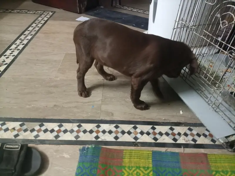 Labrador retriever chocolate brown fully active and family dog — photo 2
