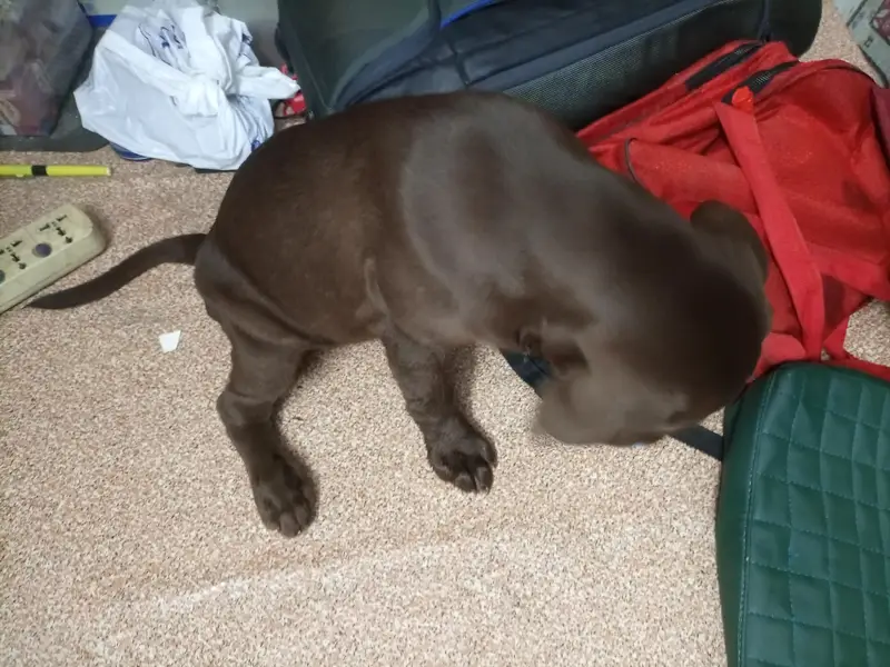 Labrador retriever chocolate brown fully active and family dog — photo 4
