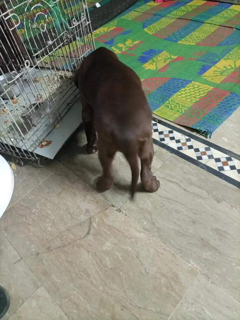 Labrador retriever chocolate brown fully active and family dog — photo 5