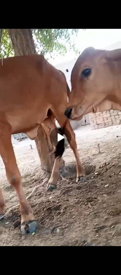 cows female