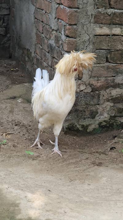 2 Polish Murgay !  Healthy active Male for sale