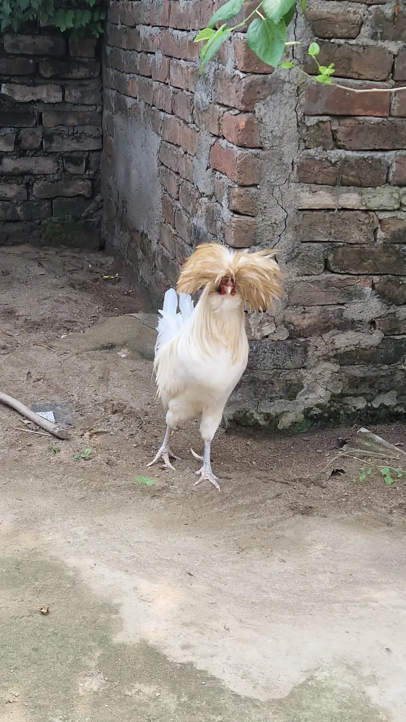 2 Polish Murgay !  Healthy active Male for sale — photo 2